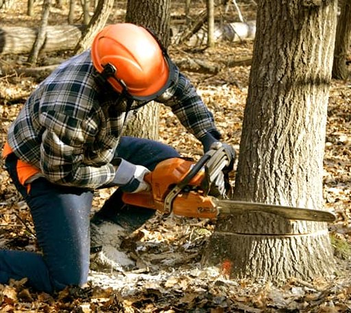 Tree Removal in Ezel, KY